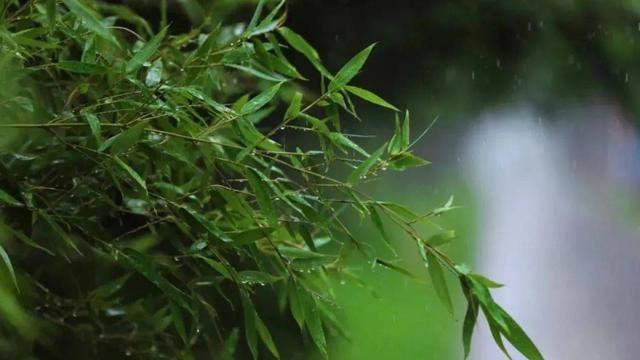一场秋雨一场寒,十首听雨的诗词,听风,听雨,听秋声!|萧萧|芭蕉|浪淘沙|落叶|叶嘉莹_新浪新闻