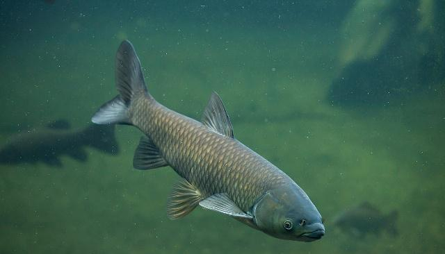 构树叶喂草鱼会有肠道损伤吗 构树籽的主要应用是什么