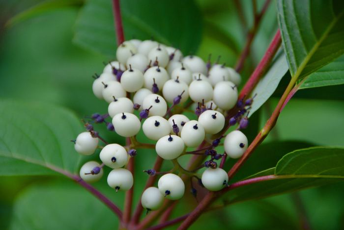 红瑞木白色果实,原创拍摄
