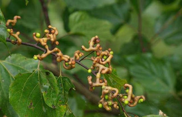 这东西,人称“万寿果”,是风湿性关节炎“特效药”,遇见请重视