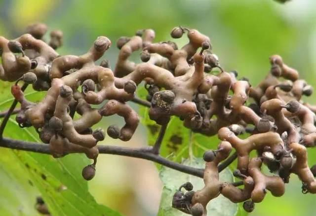 这东西,人称“万寿果”,是风湿性关节炎“特效药”,遇见请重视