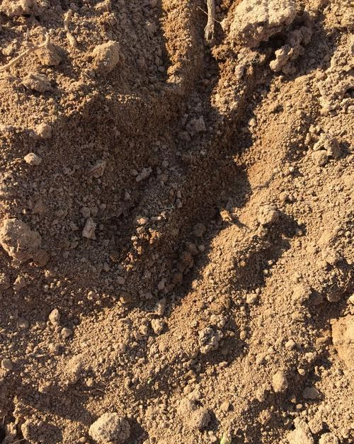 黄泥土“硬邦邦”?3个小方法,彻底不板结,肥的流油,养啥旺啥