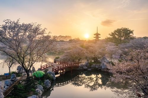 武汉春日旅游东湖樱花园