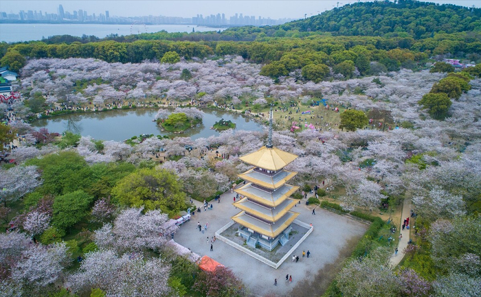 武汉春日旅游东湖樱花园