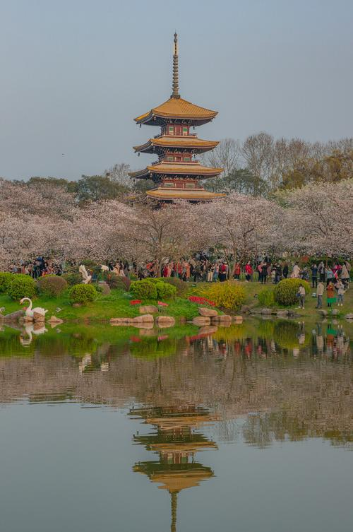 武汉春日旅游东湖樱花园