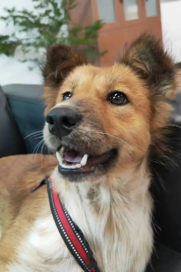 慈善空间为小毛孩建起爱的避风港