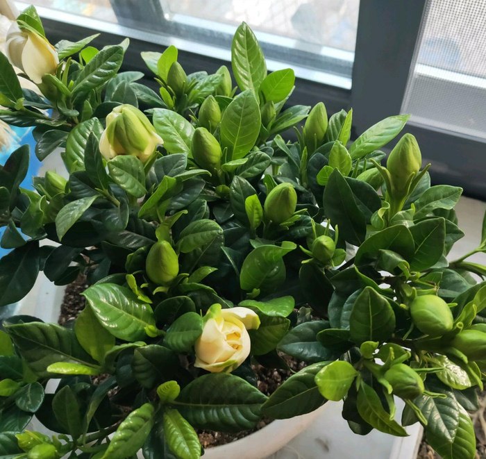 养栀子花就用这4粒药根壮叶绿不黄叶开花多又香