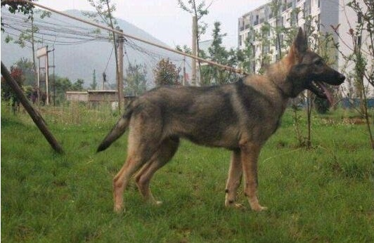 狼青品系的昆明犬,与强悍霸气的狼青犬相比,更受到人们的青睐!