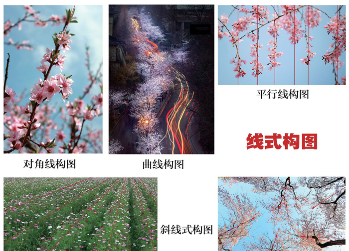 摄影构图丨展现花朵娇艳魅力,7个花卉摄影构图技法