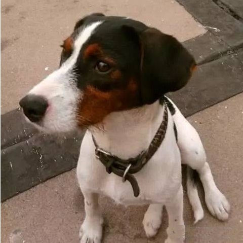 混血的太仓猎犬,继承和发扬杰克罗素梗的优秀技能|主人|英国|尾巴|眼睛_新浪新闻