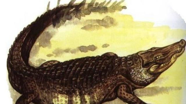 西游记黑水河里的那只小鼍龙，到底是个什么生物？|鼍|龙|生物