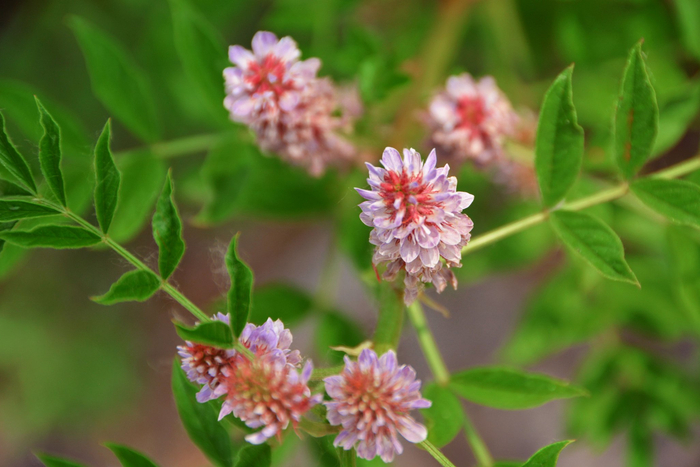 刺果甘草花朵原创拍摄