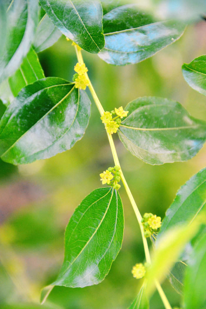 枣树叶,原创拍摄__财经头条