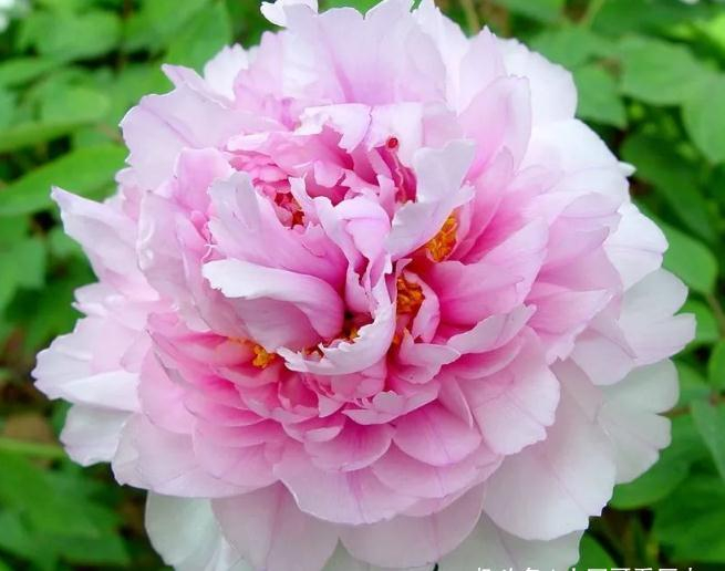 此花有着富贵吉祥的寓意娇艳欲滴高贵典雅百花都要逊色三分