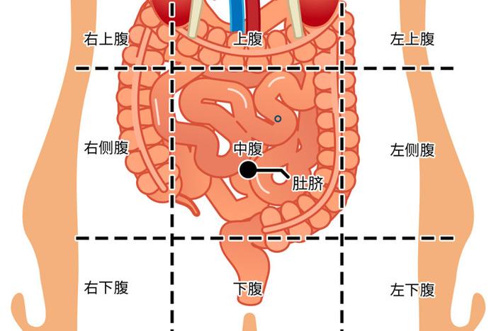 经常肚子痛是怎么回事?一张腹部地图,9个部位一目了然