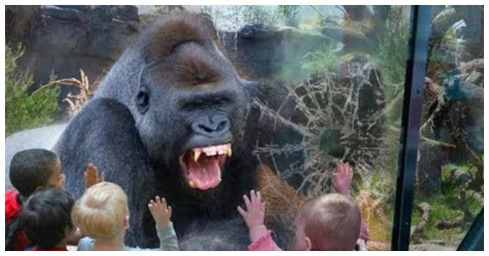 大猩猩被小孩激怒，一拳击碎钢化玻璃，镜头下记录惊险时刻！