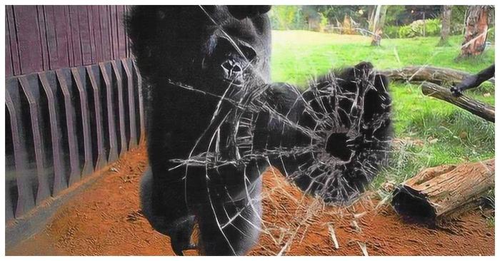 大猩猩被小孩激怒，一拳击碎钢化玻璃，镜头下记录惊险时刻！