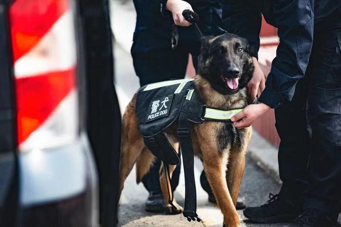 把警察训练成警犬图片