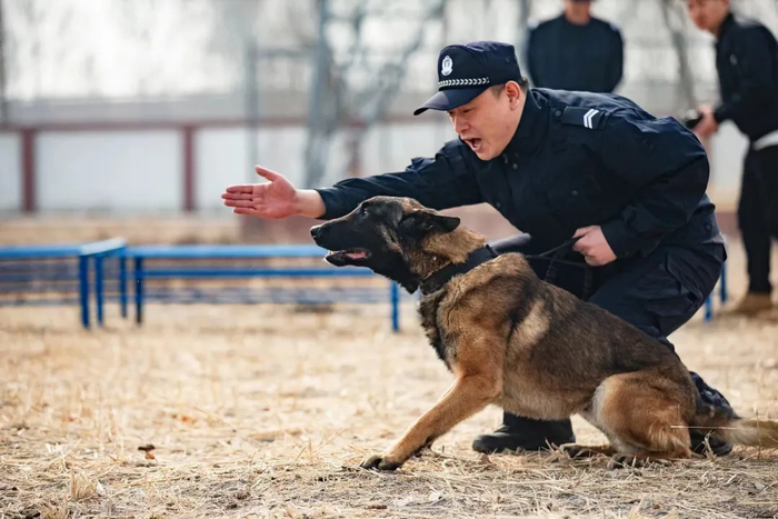 警中"汪汪队"日常训练|训导员|警犬|训练_新浪新闻
