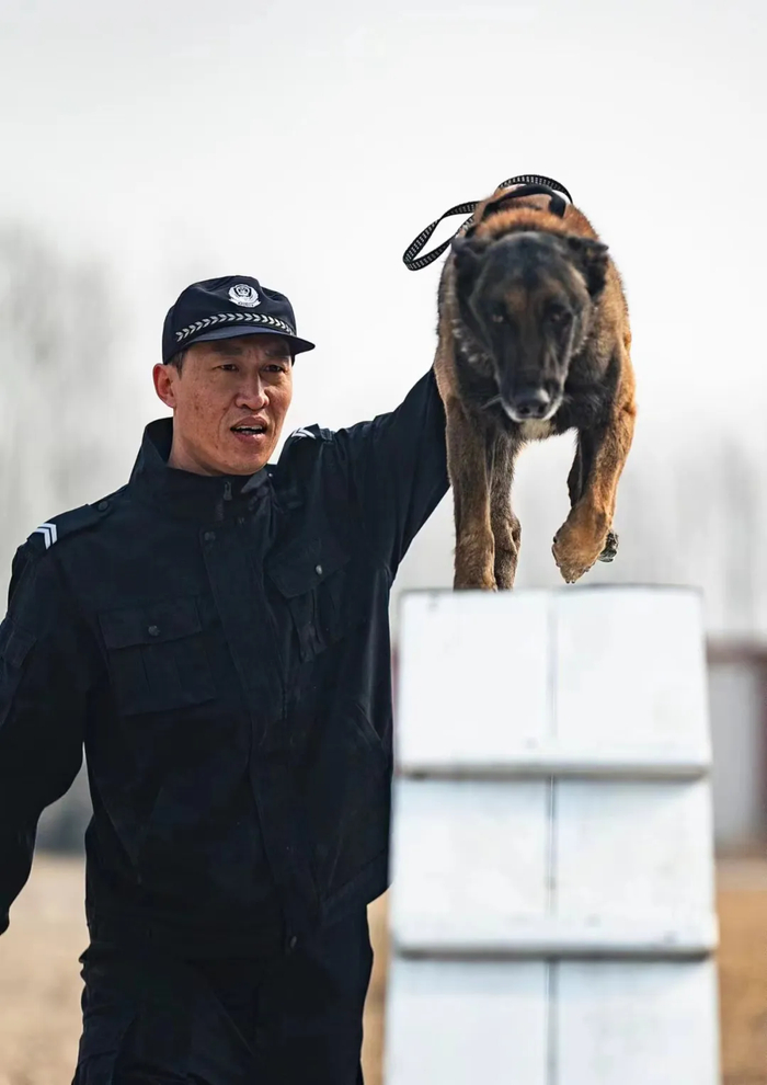 警中"汪汪队"日常训练|训导员|警犬|训练_新浪新闻