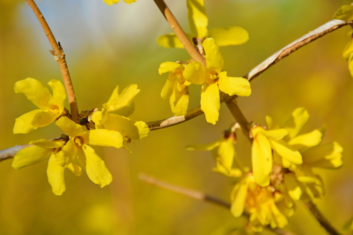 连翘花,原创拍摄