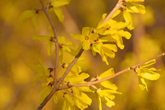 连翘花,原创拍摄