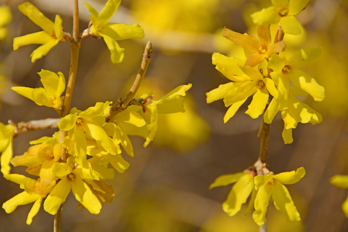 连翘花,原创拍摄