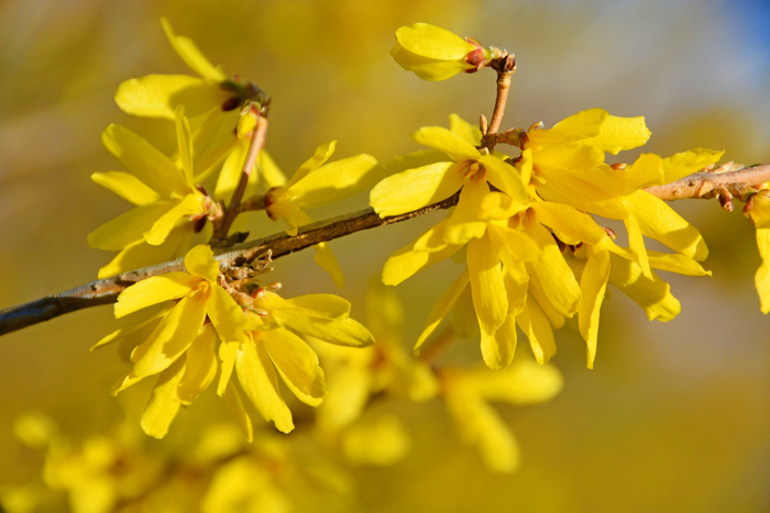连翘花,原创拍摄