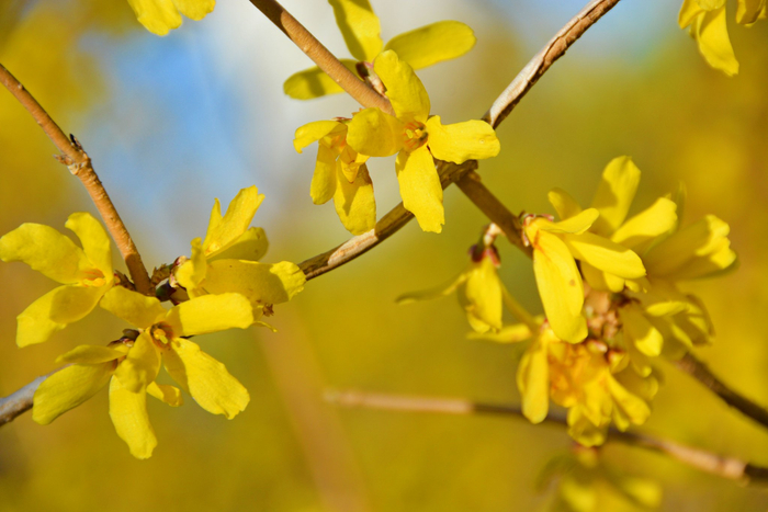 连翘花,原创拍摄