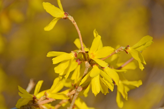连翘花,原创拍摄