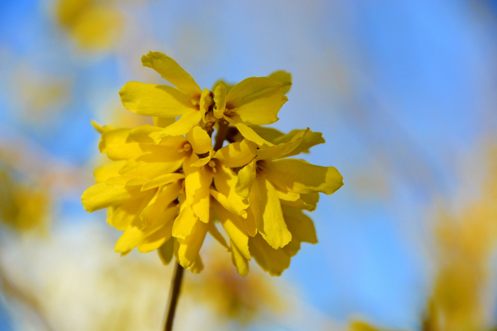 连翘花,原创拍摄
