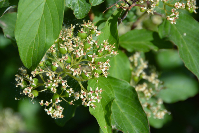 3/ 21红瑞木青果实,原创拍摄2/ 21红瑞木青果实