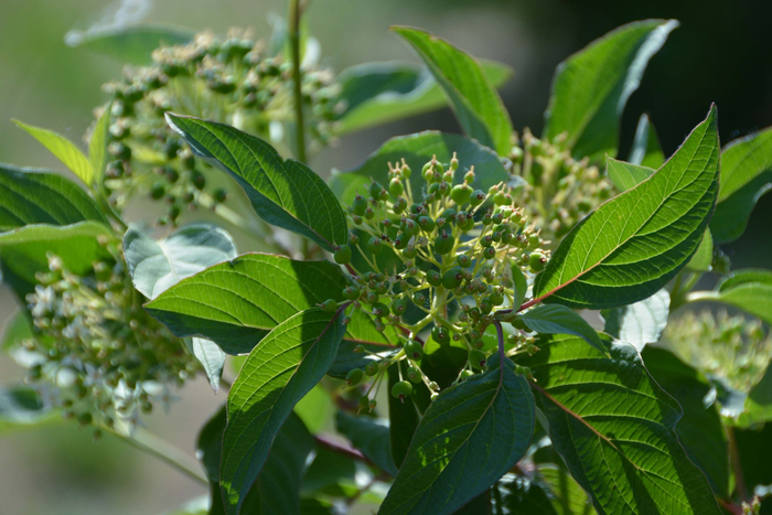 18/ 21红瑞木青果实,原创拍摄19/ 21红瑞木青果实