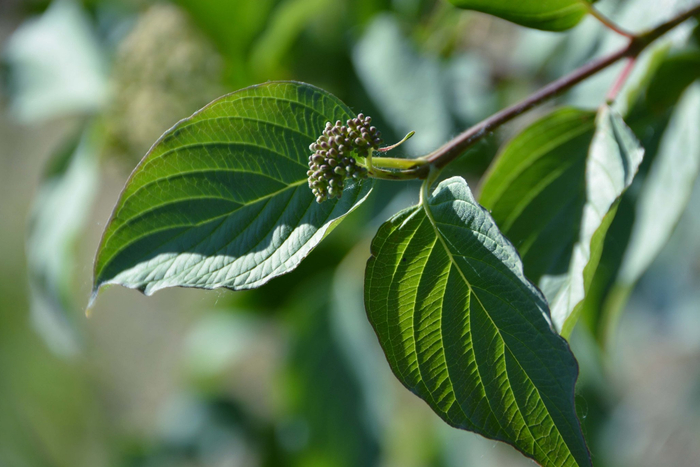 红瑞木青果实原创拍摄