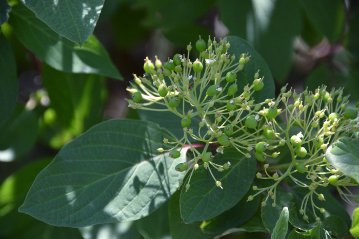 16/ 21红瑞木青果实,原创拍摄17/ 21红瑞木青果实