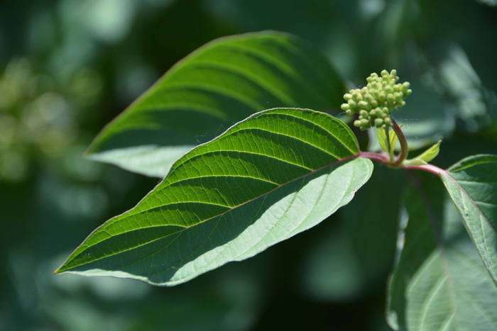 17/ 21红瑞木青果实,原创拍摄18/ 21红瑞木青果实