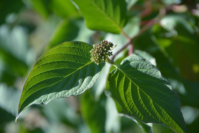 14/ 21红瑞木青果实,原创拍摄15/ 21红瑞木青果实