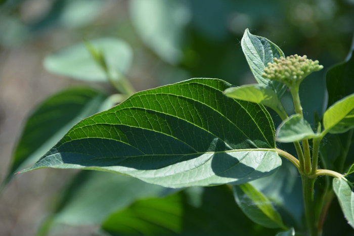 红瑞木青果实原创拍摄