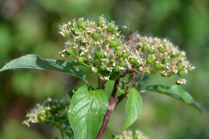 红瑞木青果实原创拍摄