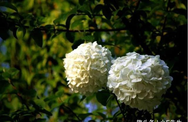 变蓝变红变绿绣球花变色及养护指南快来学