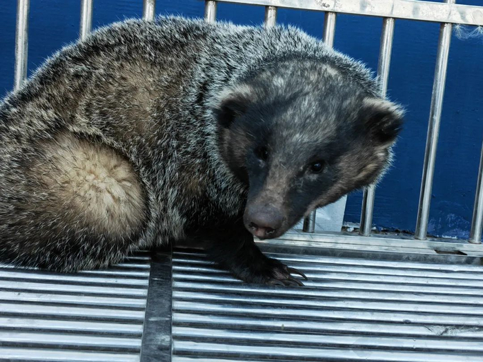 和龙森林公安救助"落难"狗獾|野生动物|狗獾|和龙_新浪新闻