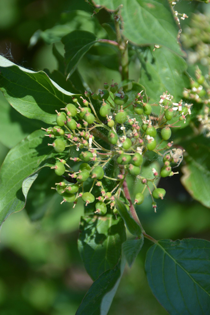 10/ 21红瑞木青果实,原创拍摄9/ 21红瑞木青果实