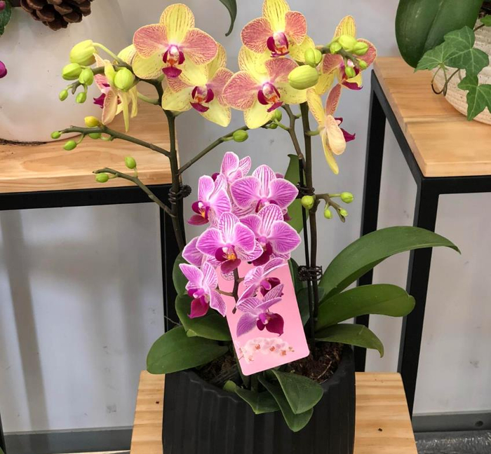 蝴蝶兰花期这样养花期长开花多好看