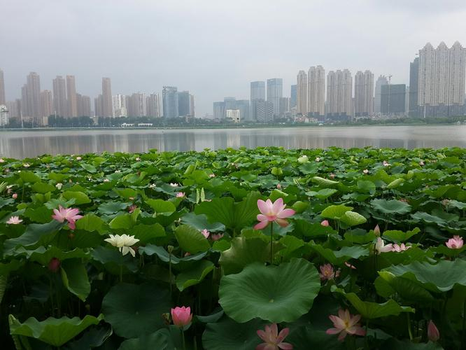 武汉旅游沙湖公园野餐