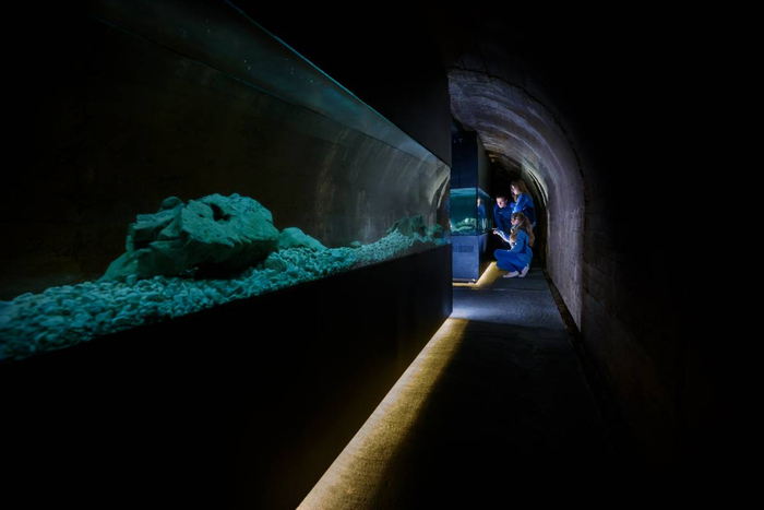 神奇动物在哪里?斯洛文尼亚旅游之野生动物寻踪