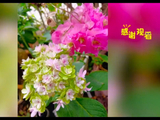 此曲只应天上有，怎料刀郎在人间，曲音响起古琴缓缓上升 太美了
