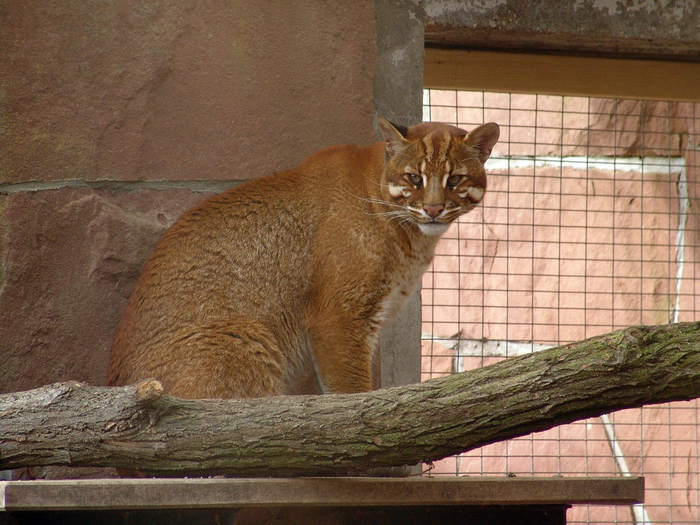 亚洲金猫是一种生活在亚洲热带和亚热带森林中的中型猫科动物.
