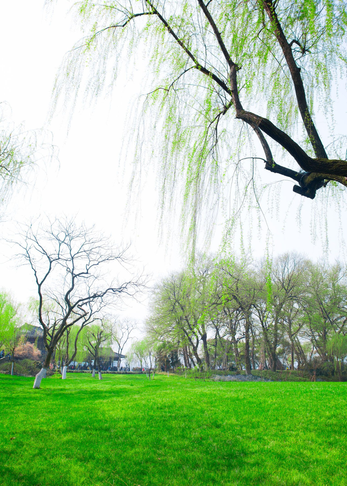碧玉妆成一树高，万条垂下绿丝绦。——唐代：贺知章