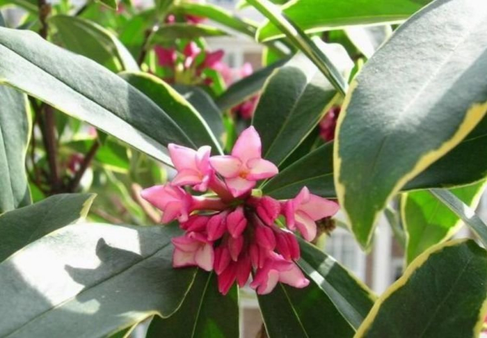 属于瑞香科的花卉植物,叶片碧绿养眼,开花香味沁人心脾,种好瑞香,只要