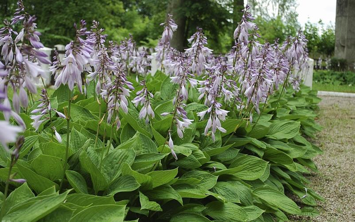 种植玉簪花,做好3方面,避免叶片发黄、枯萎